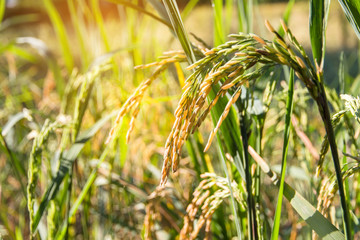 Closed up of ripening rice in a paddy field with sun light,A selective focus of rice in organic rice field