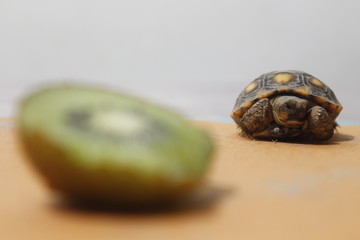 tortuga a punto de comer