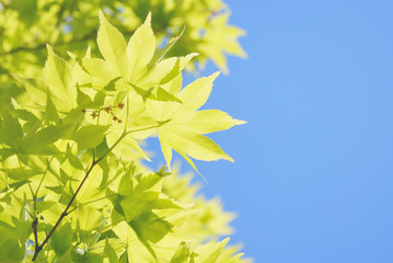 モミジ　春　素材