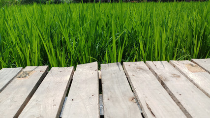 Natural wooden bridge with green rice field background