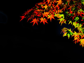 Tofukuji  is a large Zen temple in southeastMaple chaing colorern Kyoto that is particularly famous for its spectacular autumn colors.