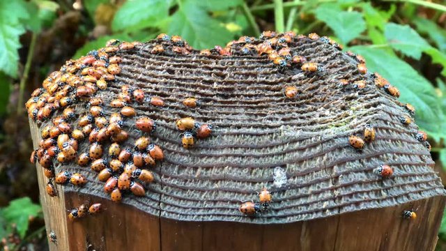 4K HD video of many ladybugs on a fence post. Generally considered useful insects, because many species prey on herbivorous&nbsp;homopterans&nbsp;such as&nbsp;aphids&nbsp;or&nbsp;scale insects, which are agricultural pests