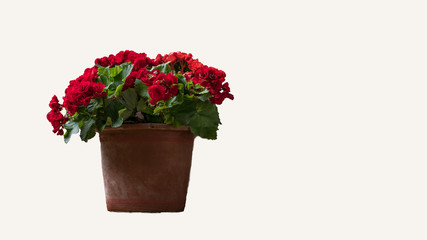 Fototapeta na wymiar Roses in pots, white background