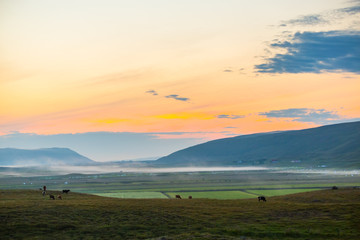 Obraz premium Cow on green meadow with fog and mountain as a Background in Iceland