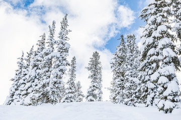 Pine trees covered in snow, winter landscape