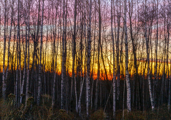 Sunset through the birch trees