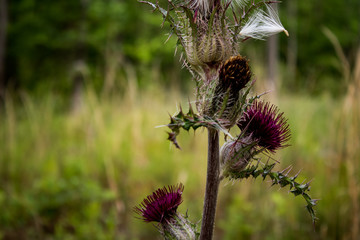 thistle growing wild