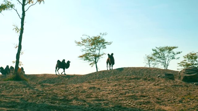 Camels walking on a dune in the desert.