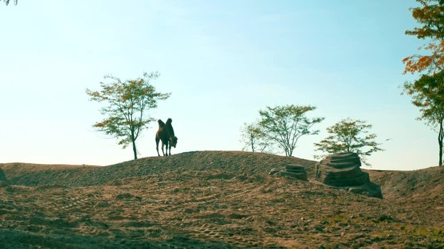 Camel searching water in the desert.