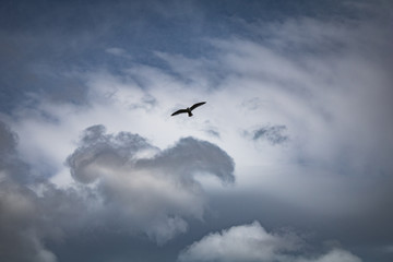 Fototapeta premium Mew Gull at Alaska river