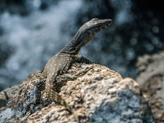 Little Cub of Monitor Lizard on the stone near a waterfall