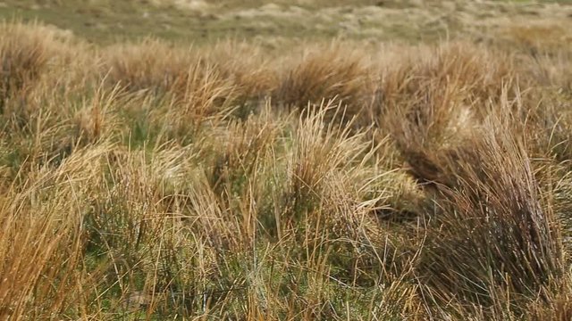 Thight shot of windy grass at the hill. Very sunny weather and very windy. Footage from travel to Ireland.