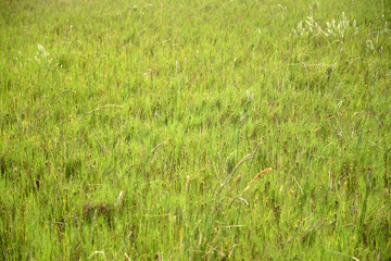 Campo