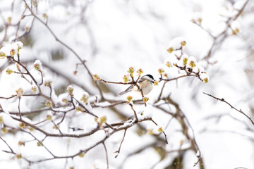 One chickadee bird perched on sakura, cherry tree branch covered in snow with buds during heavy snowing, snowstorm, storm in Virginia