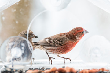 Two curious, pair, couple, gray female, red male house finch birds closeup sitting perched on window feeder perch, cracking, holding in beak, shelling, eating sunflower seeds, snow snowing, Virginia