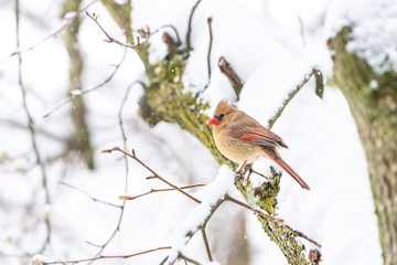 Closeup of one fluffed, puffed up orange, red female cardinal bird side, perched on sakura, cherry tree branch, covered in falling snow with buds during heavy snowing, snowstorm, storm, Virginia