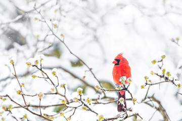 Closeup of fluffed, puffed up red male cardinal bird, looking, perched on sakura, cherry tree branch, covered in falling snow with buds, heavy snowing, cold snowstorm, storm, Virginia