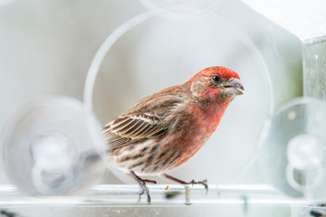 Closeup of red male house finch bird sitting, perched on glass window feeder perch, holding sunflower seed in beak, eating, shelling, cracking seeds in snow, snowing weather, Virginia