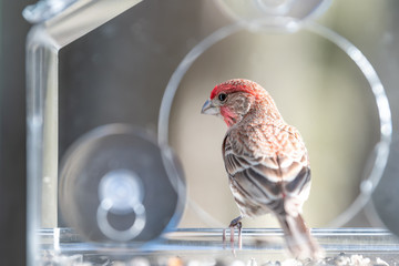 Closeup of red male house finch bird back, sitting, perched on glass window feeder perch, holding sunflower seed in beak, eating, shelling, cracking seeds in snow, snowing sunny weather, Virginia