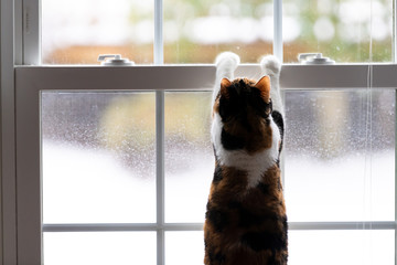 One calico domestic cat leaning on window with front paws, birdwatching, bird watching, hunting...
