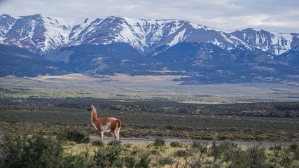 Wildlife and Nature at Parque Torres del Paine, Chile, Patagonia