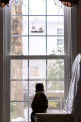 Behind calico cat back watching, sitting on chair in house, home room under wild house finch pair, two birds eating inside bird feeder, hunting, looking through window outside, outdoors © Andriy Blokhin