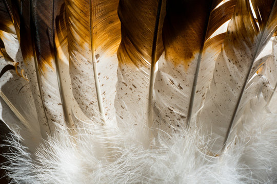 Native American Indian feathers in brown and white.
