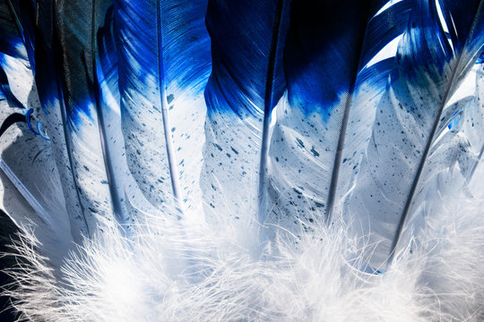 Native American Indian feathers from a headdress costume  in blue and white.