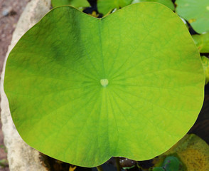 green leaf lily water or lotus pond in the garden