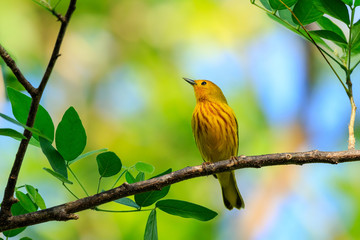 Yellow Bird on a Branch