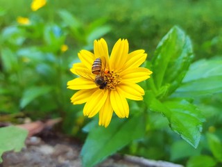 bee on yellow flower