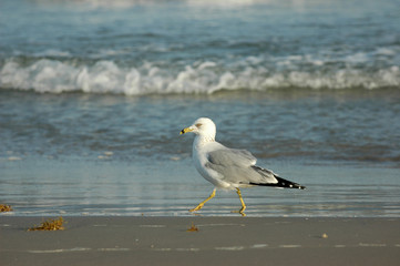 Beach Stroll