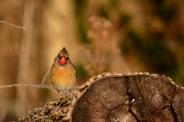Female Northern Cardinal