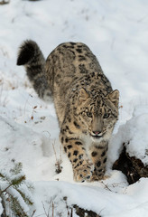 Face on w/Snow Leopard