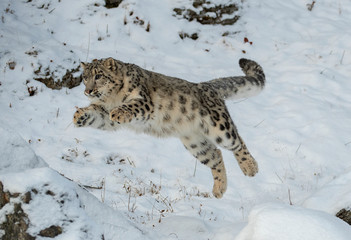 Obraz premium Leaping leopard