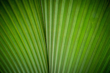 Green leaf, Natural background, Texture Abstract