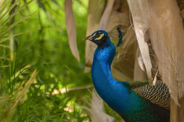 peacock