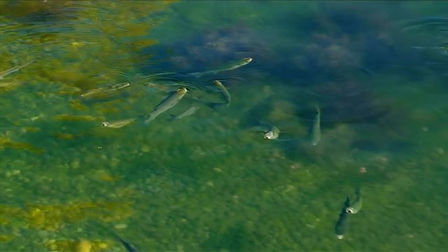 Mugil Fish are feeding on the surface of the sea