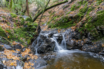 Granuja Falls flowing. Uvas Canyon County Park, Santa Clara County, California, USA.