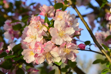 Chinese flowering crab-apple in spring