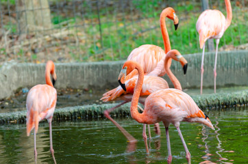 Fototapeta na wymiar pink Flamingos (Phoenicopteridae)
