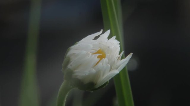 White, yellow flower in super macro hand held with some green grass in background