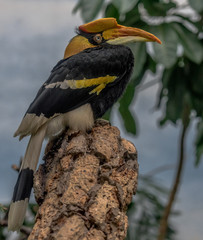 Yellow, White, and Black Plumage on a Great Hornbill in a Tree