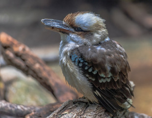 Earth Toned Plumage on an Australian Kookaburra Bird on a Branch