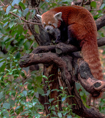 Obraz premium Orange and White Fur on a Red Panda Perched in a Tree