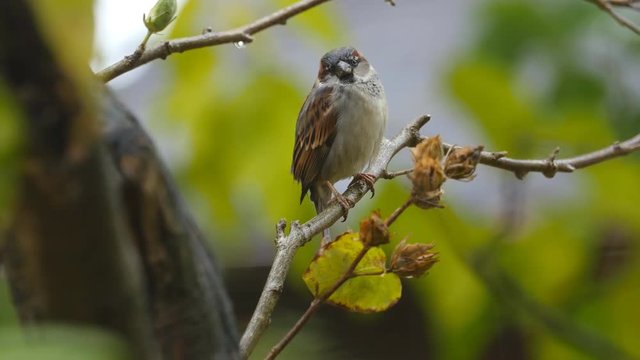 Closeup of sparrow on branch. Rainy day. Toronto, Ontario, Canada.