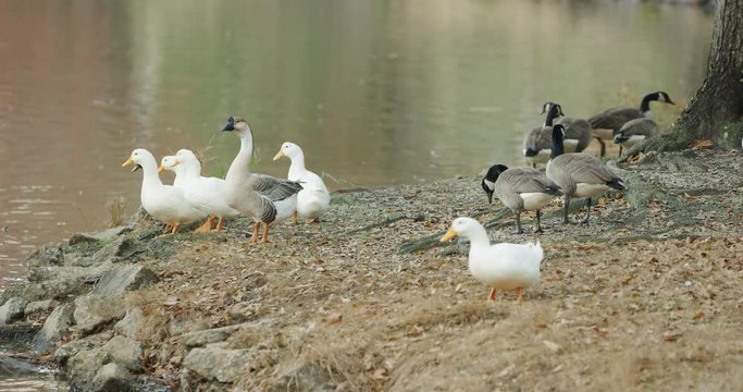 Geese and Ducks around a lake