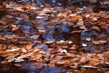 池に落ちた大量の落ち葉