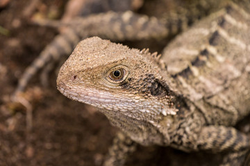 Kleine Australische Wasseragame - Manly - Kopf