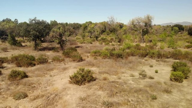Aerial fly over of dry desert land and plants.